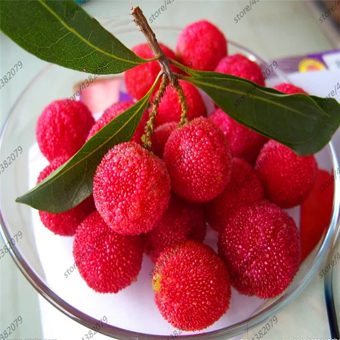 10 Arbutus Unedo Strawberry Tree Delicious Chinese Fruit For Healthy And Home Garden Easy Grow