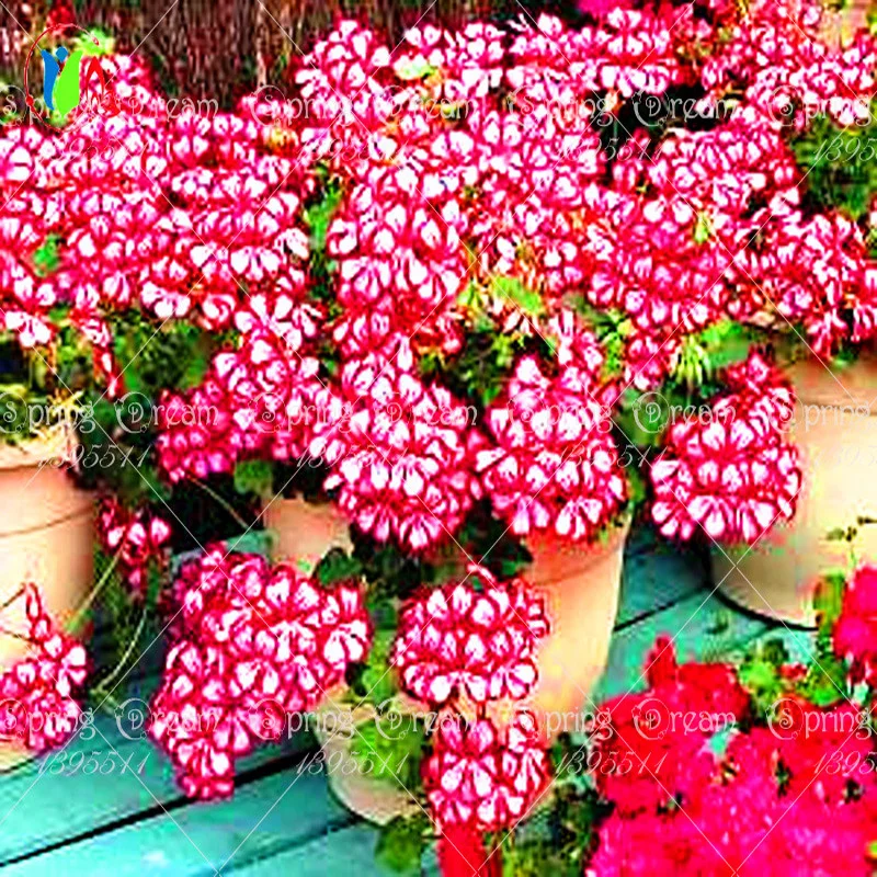 Buy 100 pcs rare japan Geranium Seeds Perennial Flower