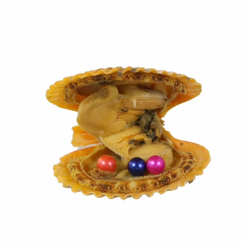 

Popular Multiple Pearls in Red Oyster Quads Colored Round Pearls Seawater Oyster Vacuum Packed Scallop Shell Mini Monster ABH866