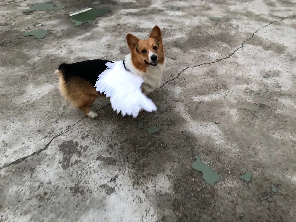 Милый костюм с крыльями ангела для домашних животных, аксессуары Keji Teddy, золотые волосы, снежные нари, забавные реквизиты для фотографий