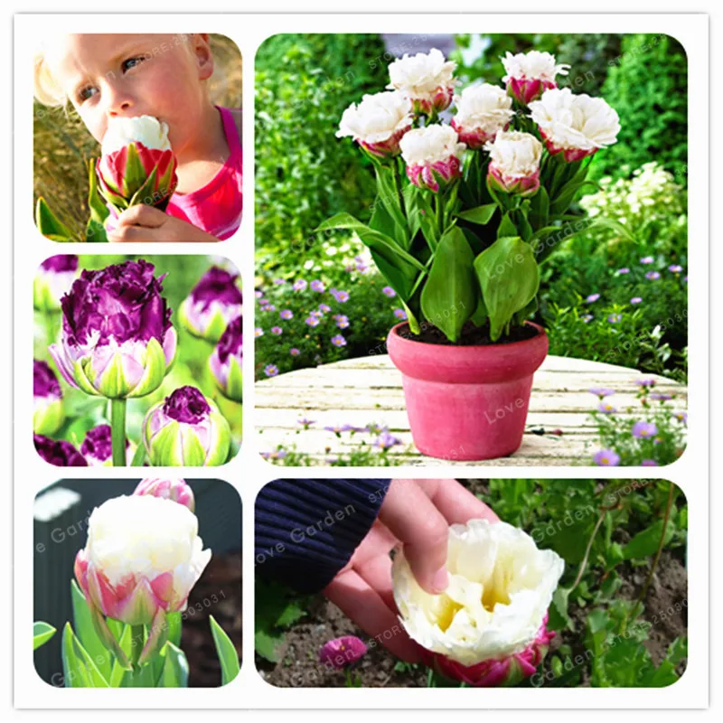 

Tulip Bonsai Rare Bonsai Flower Bonsai Ice Cream As Beautiful Tulips Potted Perennial home Gardens Tulip Pants 10Pcs/Bag Potted