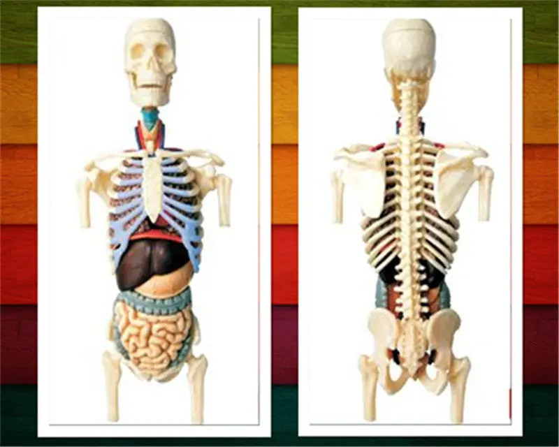 " 4D мастер прозрачное туловище анатомическая модель медицинская человеческий череп анатомическая модель скелета научные развивающие игрушки головоломки