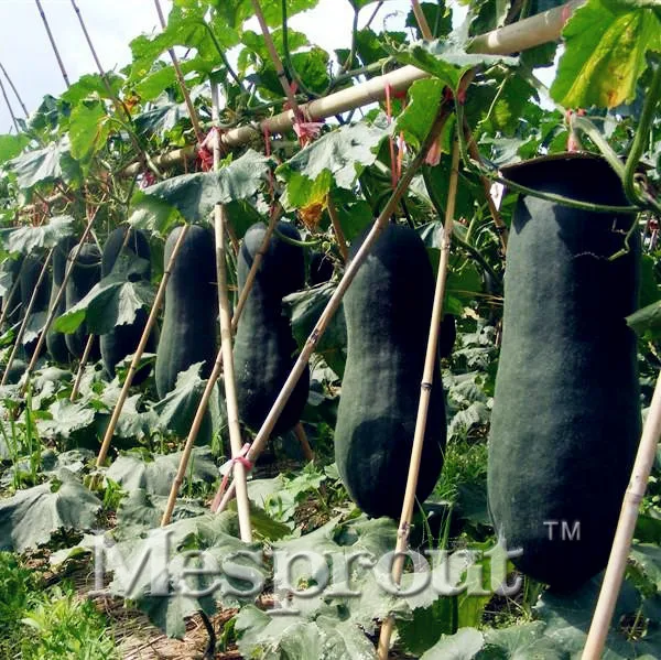 

Hot Selling Vegetable Winter Melon bonsai Wax Gourd, (Asian vegetable) The farm garden decoration plant free shipping 20 PCS