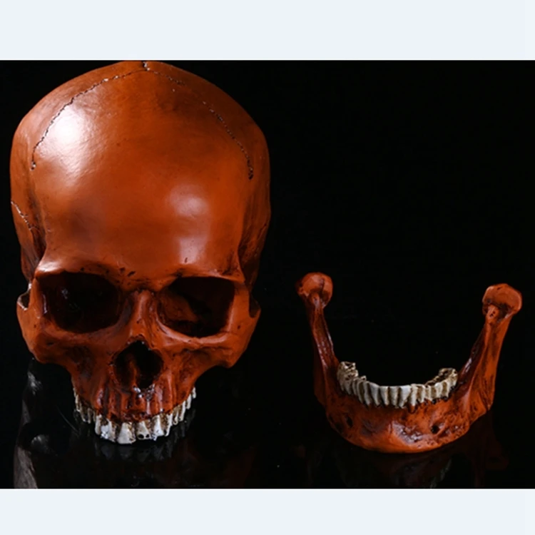 人間の頭蓋骨モデル1 1医療樹脂スカルマンヘッドスケルトン型ハロウィンホーム頭蓋骨彫像の装飾彫刻工芸品 石 Aliexpress