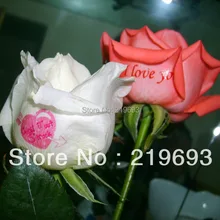 50 компл./лот и не требует лака или покрытия масла, A4 размер пленка прозрачная/прозрачная переводная бумага на водной основе