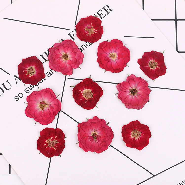 

Beautiful Pressed Dried Rose Flower Plants Herbarium For Making Postcard Frame Phone Case Craft DIY Resin Jewelry