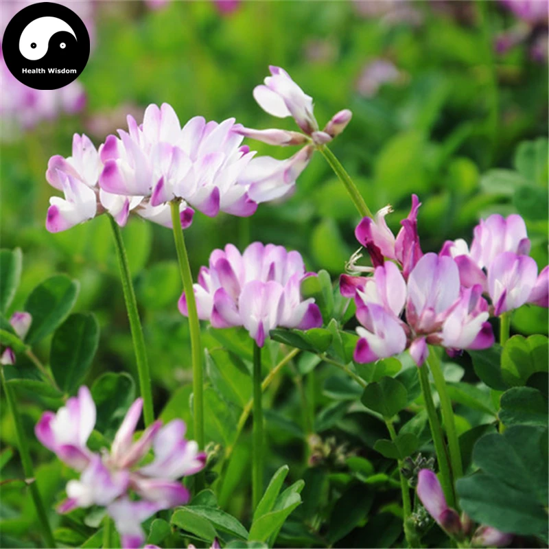 Buy Astragalus Sinicus Flower Semente 300pcs Plant Purple Flower