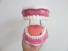 Высокое качество 6 раз большие зубы Модель Стоматологическая модель Специальное украшение стоматологическая клиника персонализированные декоративные фигурки