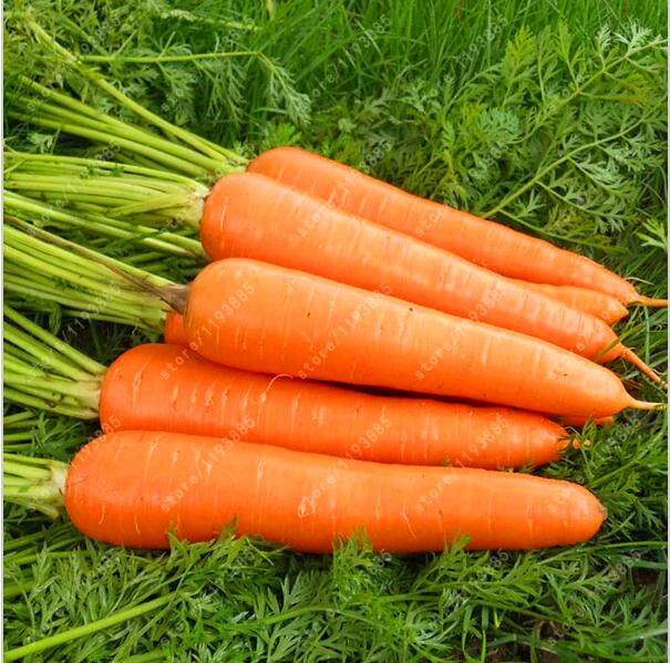 Popular Plant CarrotsBuy Cheap Plant Carrots lots from China Plant