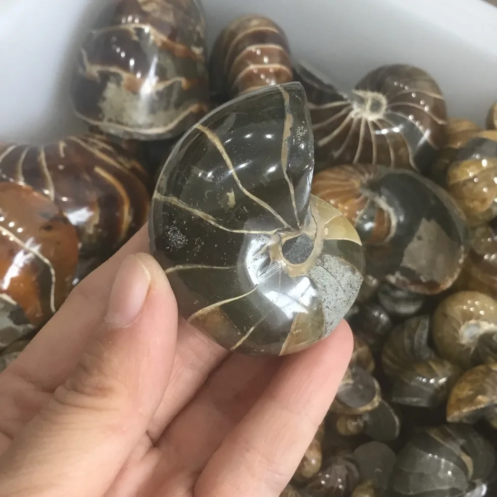 Природный полированный nautilus Snail Fossil Conch Ammonite Fossil для украшения
