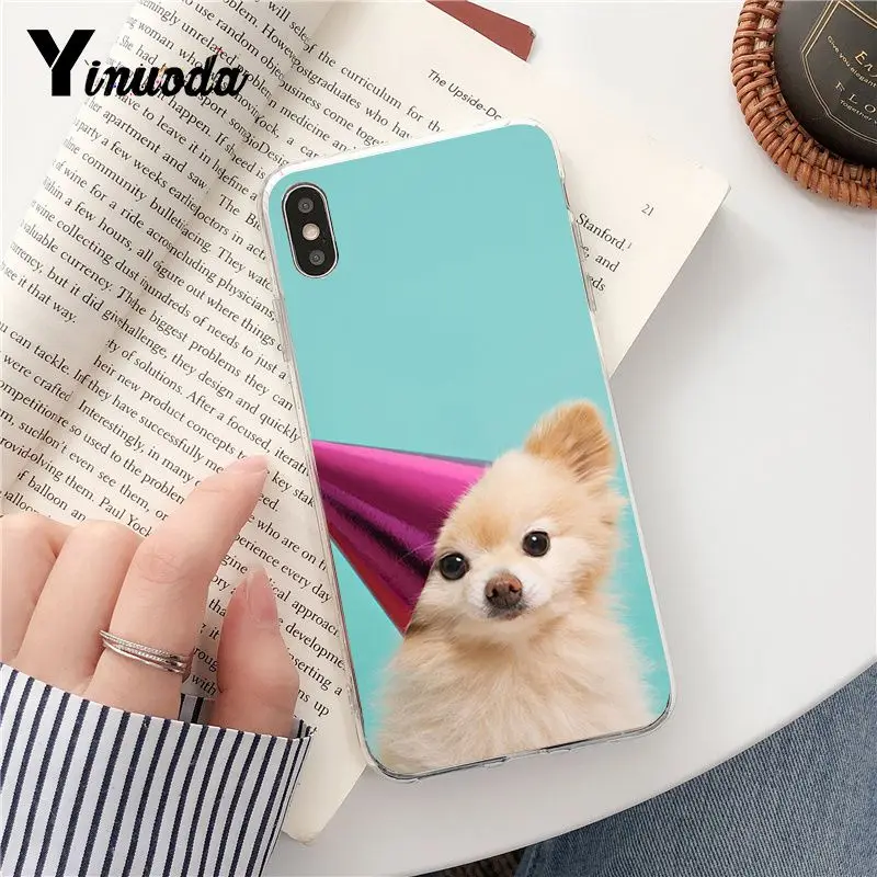 Dog Pomeranian
