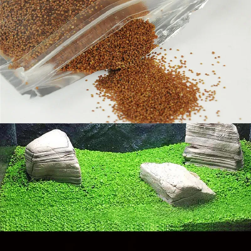 3pcs Aquarium Plant Seeds Aquatic Water Grass Decor Seeds Easy Planting