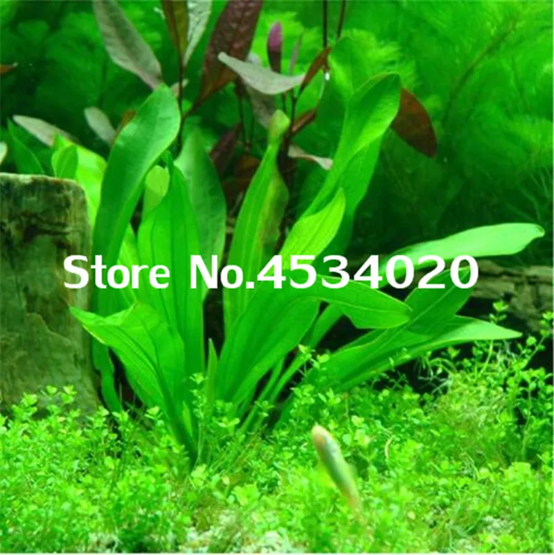 1000 pcs Rare Aquarium Planter Java Moss Grass bonsai Raros Gifts Plants Aquario Fish Tank Aquatic for Home Garden decoration