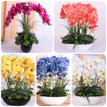 orchid seeds High simulation flower phalaenopsis orchid plants Phalaenopsis Orchids Seeds -100 PCS