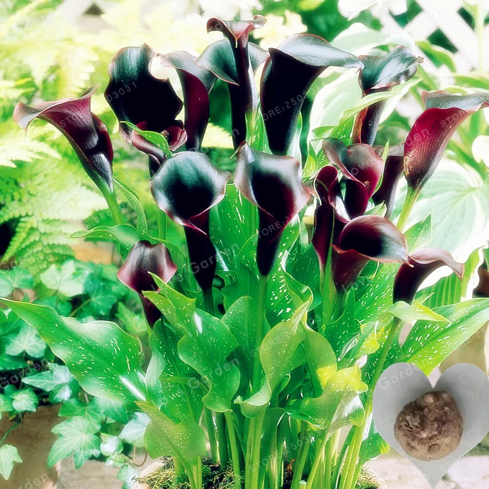 

2 Bulbs Calla Flower, True Calla Lily Bulbs, Symbolizes Love ,Elegant Noble Flower