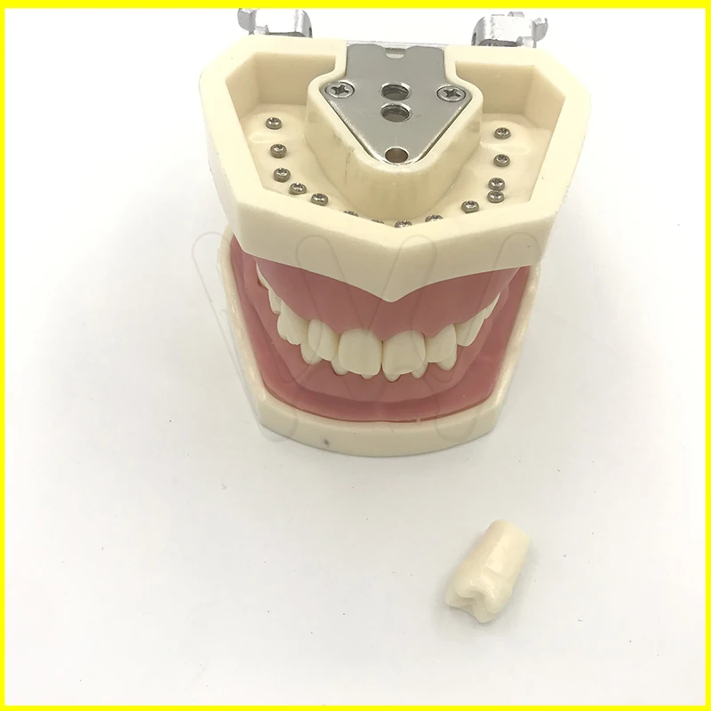 Dental Typodont Model 28 pcs Removable Teeth Kilgore Nissin All Removable拆卸牙模 (3)