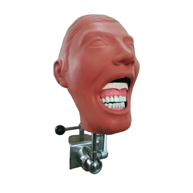 

Dental Manikin dental Exercise unit with different model jaws Dental Phantom Head Model for teaching school