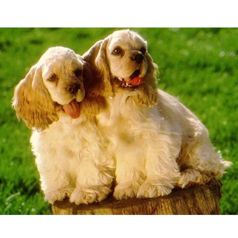 diy Diamond Embroidery animals dog, Full 5d Diamond Painting Cross Stitch Poodle,Mosaic Crafts Diamond Pattern home decor