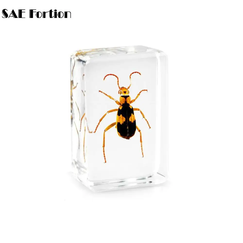 SAE Fortion 1 шт. китайский прозрачный акриловый луцит коллекция насекомых розовый жук