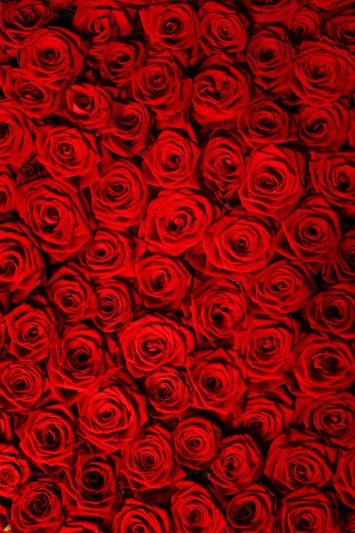 polyster photography backdrops red rose blossom wall photo backdrop for