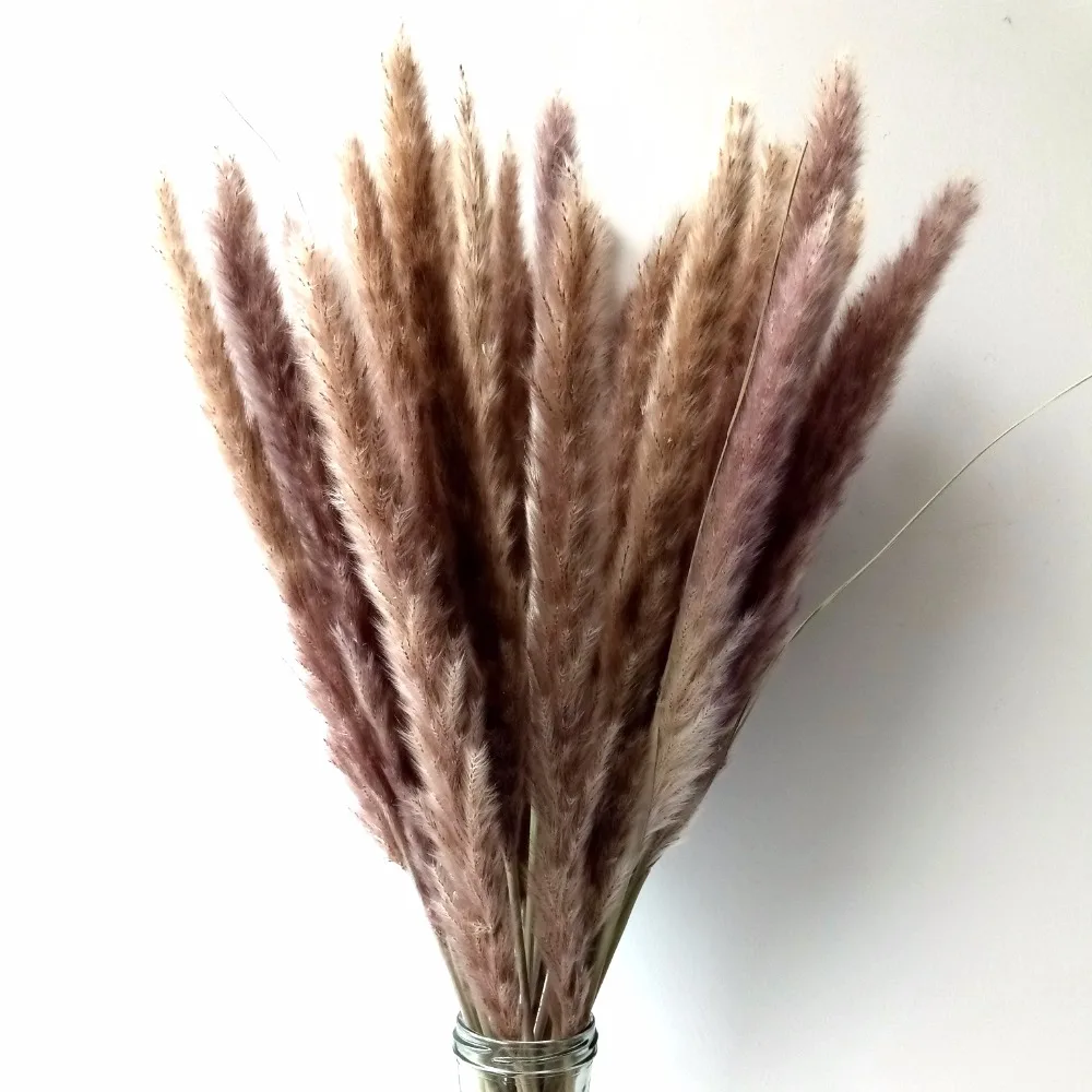 

Natural Dried Pampas Grass, Phragmites Communis,Reed Plant,Wedding Flower Bunch, 24'' Tall for Home Decor