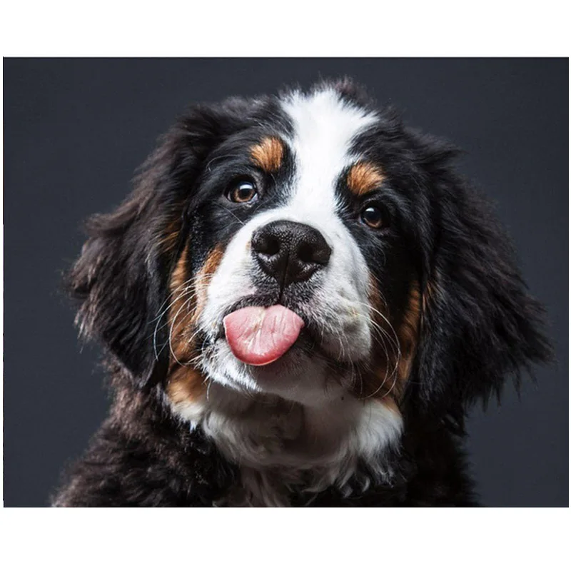 

Diamond Painting Full square Puppy Bernese Mountain Dog pictures by number Diy Diamond Embroidery mosaic Fantasy LivingZP-1564