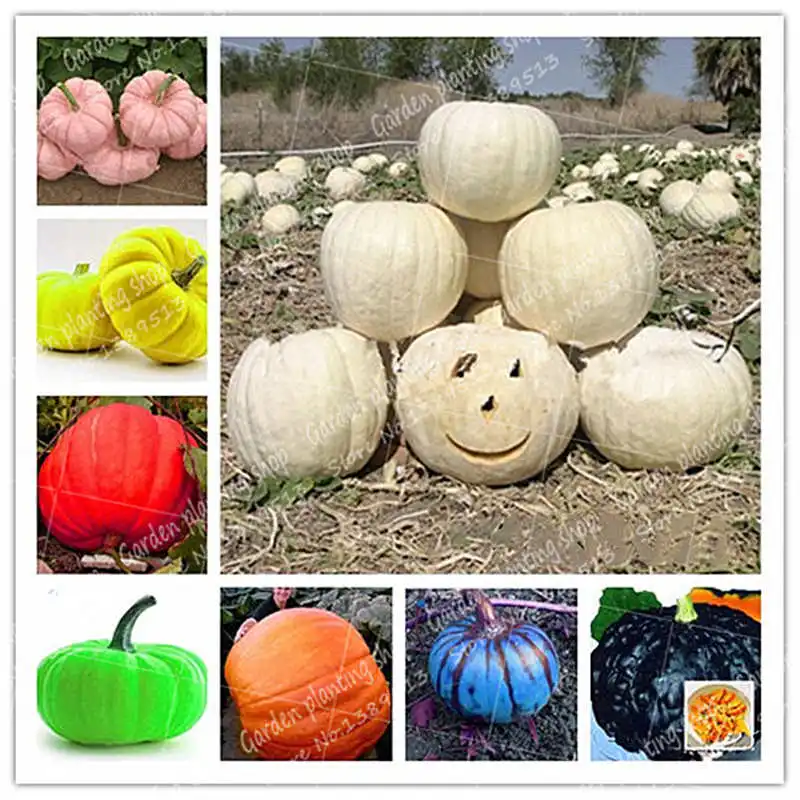 

10 Pcs/Bag Sweet Pumpkin Bonsai Organic Relic Pumpkin Winter Butternut Bonsai Rare Vegetables Bonsai House Garden planting