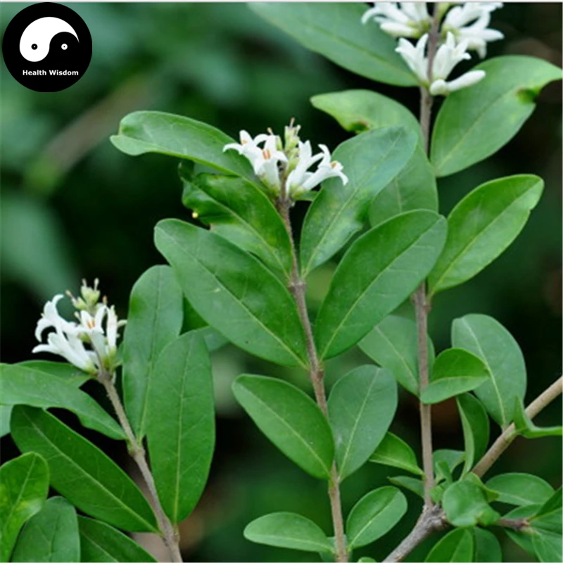 

Buy Ligustrum Obtusifolum Tree Semente 30pcs Plant Shrubs Tree Shui La