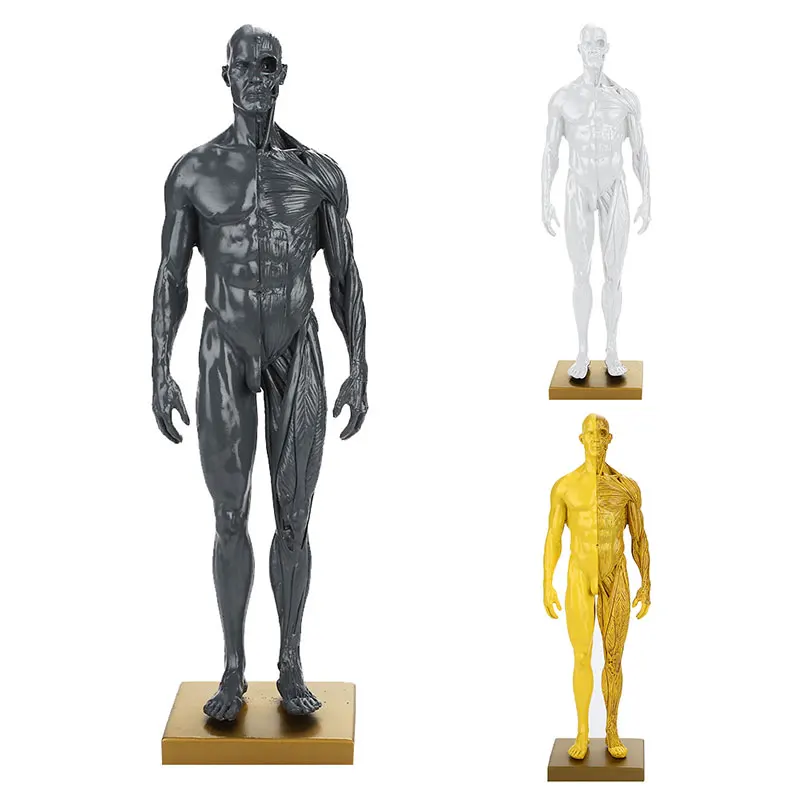 Анатомическая модель, антропометрический манекен, 1:6, гравировка мышц, скелет, анатомическая скульптура, прочное руководство, медицинское шоу