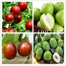 chinese fruit trees promotion