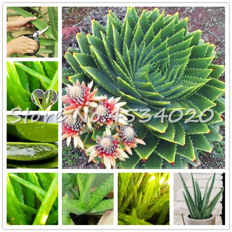 

Hot Sale!!! 100 Pcs Aloe Vera Bonsai Rare Herbal Bonsai Succulent Pots Plant Edible Organic Bonsai Flower Garden Planting