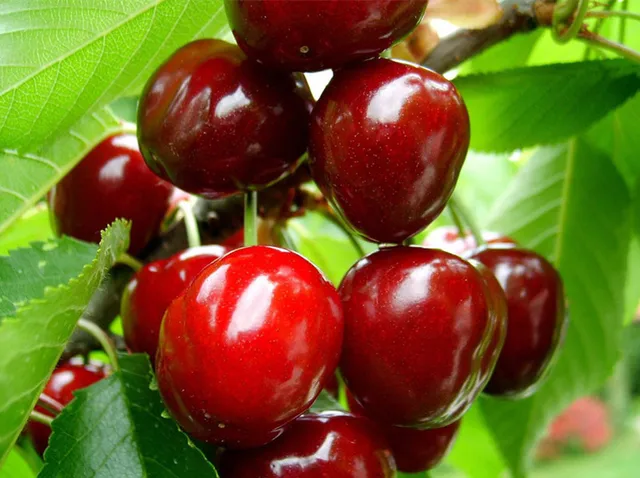 Delicious Sweet Cherry Tree seeds,Fruit Seed, 20pcs/pack