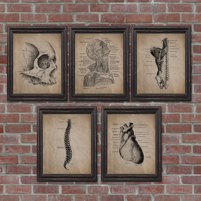 Human Anatomy Wall Art Prints Doctor Office Decoration