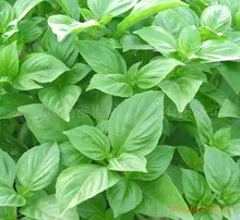 Basil seeds – Packaging 100seed