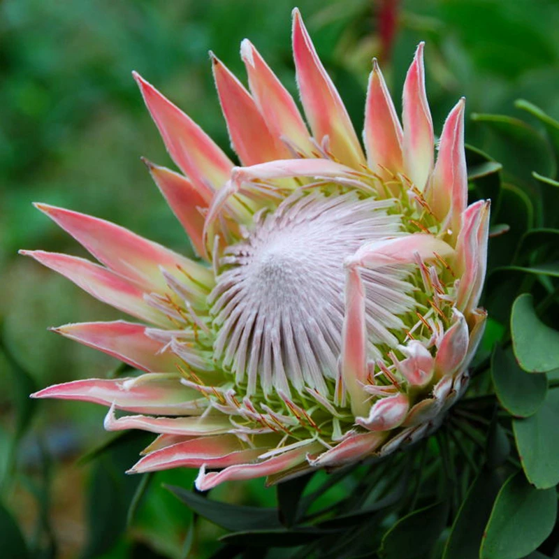 Online kopen Wholesale protea bloem uit China protea bloem