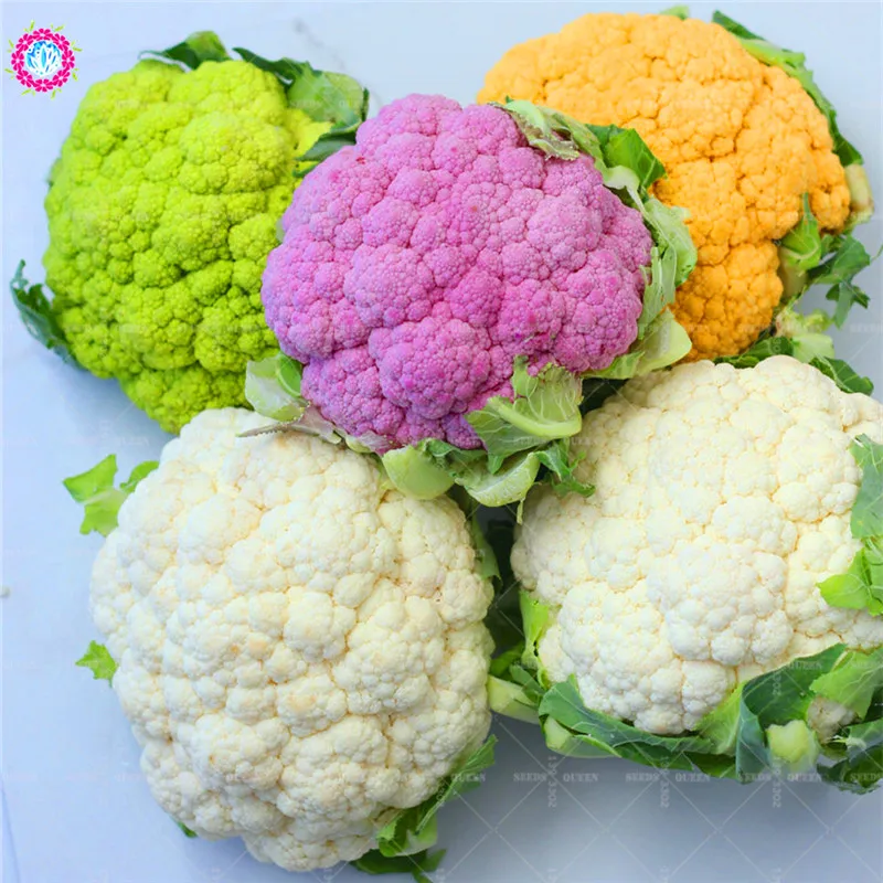 100 Pcs/Lot 4 Kinds of Colorf Cauliflower Flower Bonsai Plants Organic