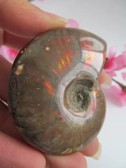 Cheap Rare! Natural  Rainbow bAMMONITE AMMOLITE SHELL GEM FOSSIL Reiki Healing Fengshui Crystal Stones Natural Stone and Minerals 74g