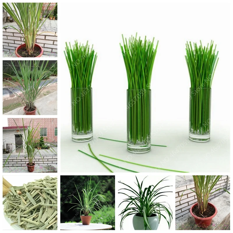 

300 Pcs Bonsai Lemon Grass Herb Edible Indoor Lemongrass Kitchen Vegetable Medicinal Graines Legumes Potager for Garden Flower