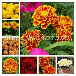 Акция продаж 100 шт. Африканский Marigold французский бархатец травы Tagetes Erecta бонсай из цветов тагет цветок для садовое растение для дома