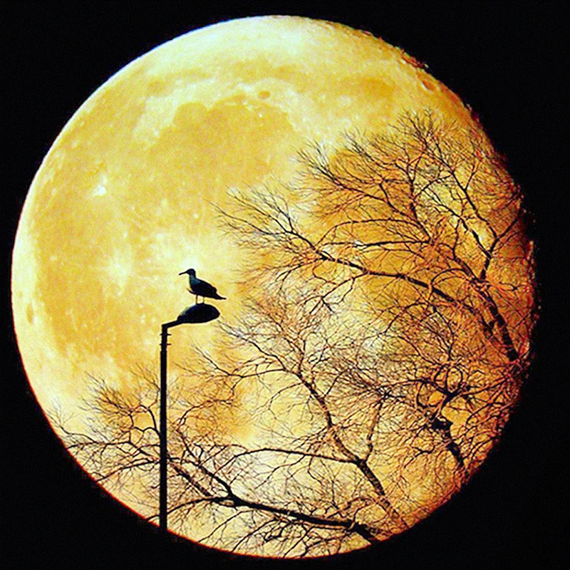 

5D DIY Round Diamond Embroidery Diamond Painting Moon Tree Bird Scenery Pattern Full Drill Mosaic Stickers Cross Stitch