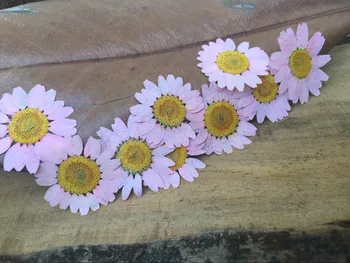 

Free shipment 240pcs Pink daisy pressed flower dried flower Natural flowers DIY materials sales1lot / 20bags