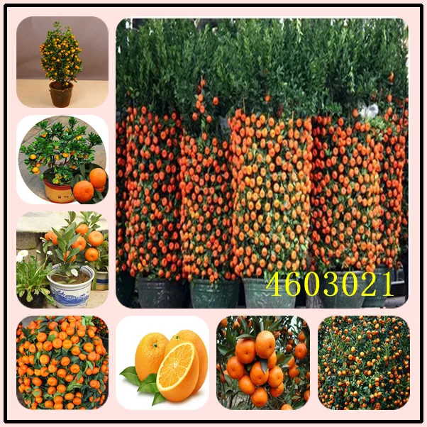 

20pcs Edible Fruit Mandarin Bonsai Tree bonsais, Citrus Mandarin Orange bonsais Healthy Food Home Garden Easy To Grow