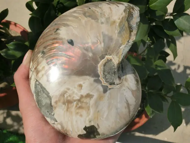 Best Price 2280g(5.01 lb) Iridescent Nautilus Fossil Ammonite Specimen  Madagascar DFK035