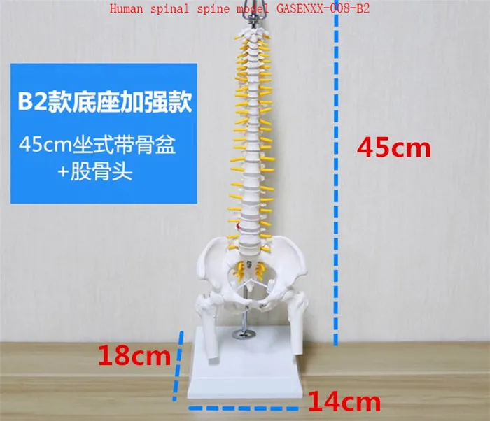 

skeleton Spine Bone model Femur color 1: 1 Orthopedic practice teaching model Human spinal spine model GASENXX-008-B2