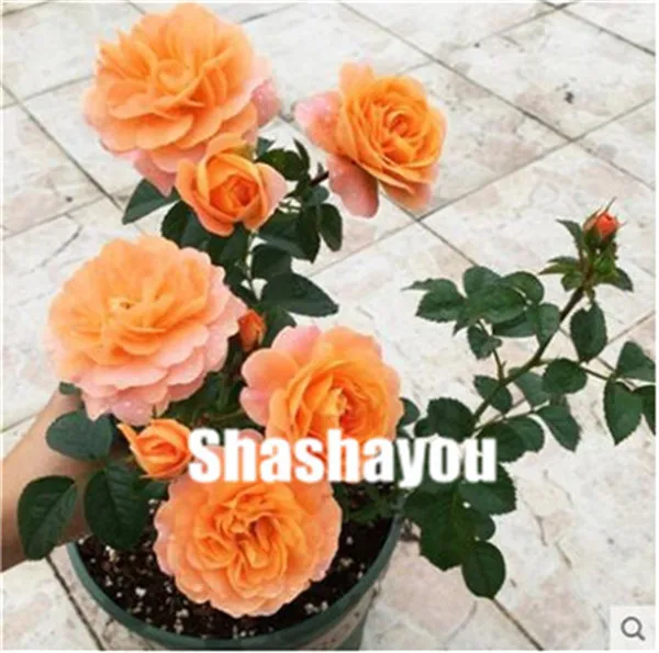 100 Pcs Mixed Chinese Rose Plants Perennial Pink Red White Yellow Roses