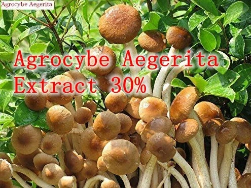 

500gram Agrocybe Aegerita (Tea tree mushroom) Extract 30% Polysaccharide powerful Anti-aging, anti-oxidant