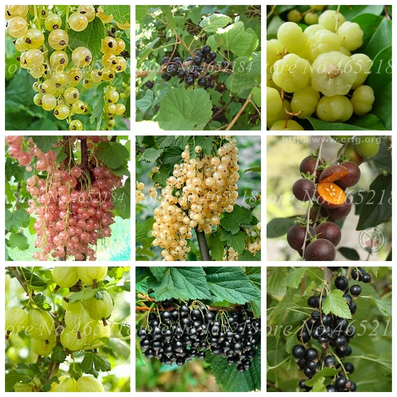 

Red Currant Fruit Plant Pan-American Gooseberry Kimi Bonsai Lantern fruit Tree 300 Pcs Landscape Plant Home & Garden
