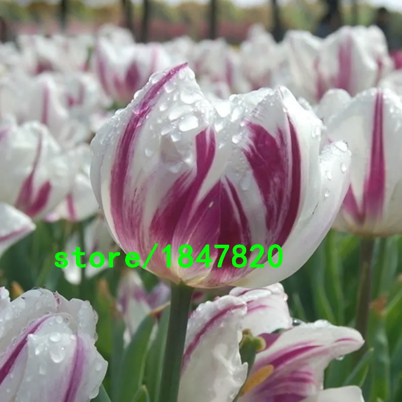 HTB1zHgtJpXXXXbKXpXXq6xXFXXX0