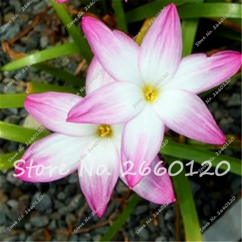 

Free Shipping 50 pcs Rare Pink Zephyranthes Candida (Not onion Orchid Bulb) Mini zephyr lily Planting Balcony Indoor Flower