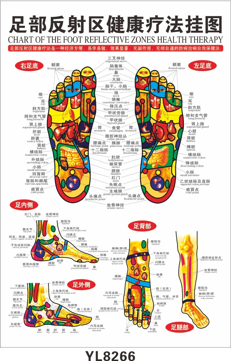 標準リフレクソロジーチャートのtcm足ツボ健康センター装飾画スケッチマップ 足ケアツール Aliexpress